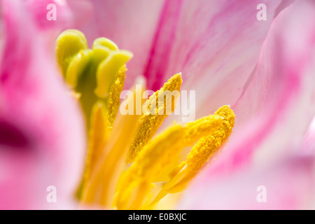 Closeup of a pink Tulip flower. Stock Photo