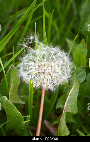 Beautiful dandelion, close up image against green grass. Stock Photo