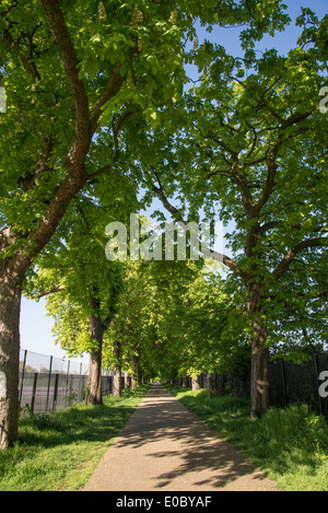 Avenue of horse chestnut trees, Bushy Park, Hampton, Middlesex, London, UK Stock Photo