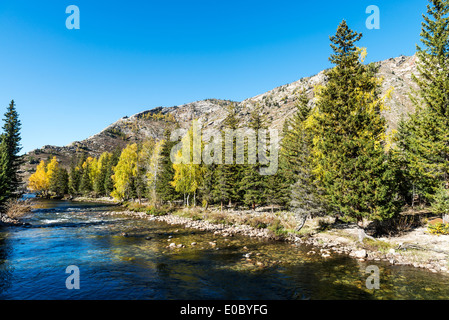 Birch trees in xinjiang,china Stock Photo