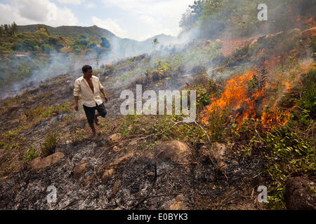 Coclé province, Republic of Panama, 8th May, 2014. Cleofer Martinez, 53, practices burning and slashing culture in the interior of the Coclé province, Republic of Panama. First he and his family cut down the trees and bush, then they burn, and at last they plant seeds to grow yucca, maize, and rice. Stock Photo