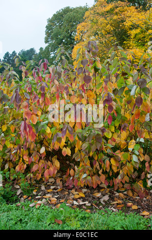 CORNUS ALBA SIBIRICA Stock Photo