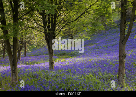 Native wild Bluebells growing in the Clent hills country park, Worcestershire, England, UK Stock Photo