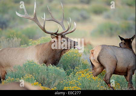Wapiti or Elk (Cervus canadensis, Cervus elaphus canadensis), pair in rut, Yellowstone national park, Wyoming, USA Stock Photo