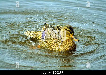 A female Mallard splashing around in a lake. Stock Photo