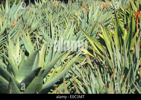Aloe saturn plants ( aloaceae family) Royal Botanic Gardens in Sydney city centre, australia Stock Photo