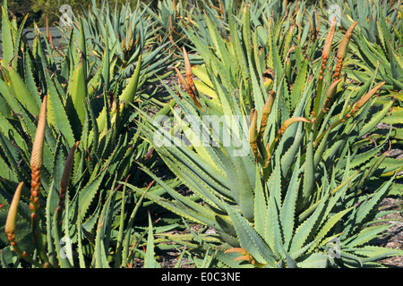 Aloe saturn plants ( aloaceae family)  Royal Botanic Gardens in Sydney city centre, australia Stock Photo