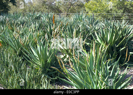 aloe saturn hybrid plants ( aloaceae family) in Royal Botanic Gardens in Sydney city centre, australia Stock Photo