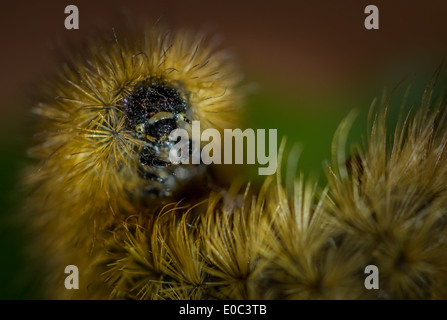 Hairy uncurling caterpillar - Ruby Tiger moth caterpillar Stock Photo