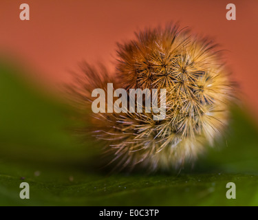 Hairy rolled up caterpillar - Ruby Tiger moth caterpillar Stock Photo