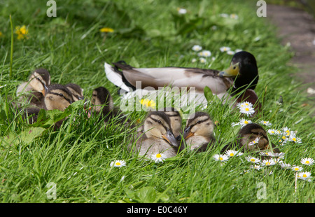 Mallard Drake Duck with ducklings on on the bank of a Worcestershire Canal, England, UK Stock Photo