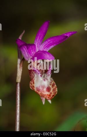 lady s slipper -Cypripedium reginae shot in springtime in the dark oregon forest Stock Photo