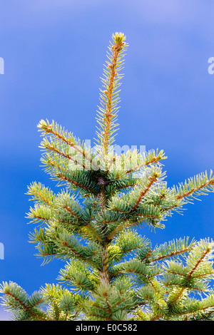 Colorado Blue Spruce tree against cobalt blue sky Stock Photo