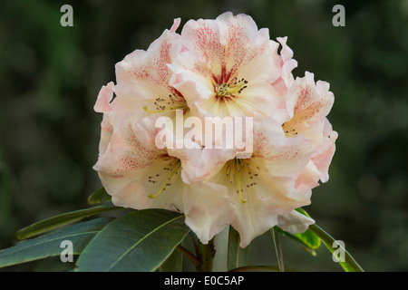 Rhododendron 'Wind River' flowers Himalayan Garden and Sculpture Park North Yorkshire England UK Europe May Stock Photo