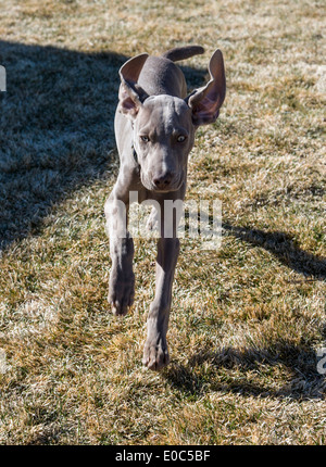 Male Weimaraner puppy (14 weeks), German bred hunting dog running on the grass Stock Photo