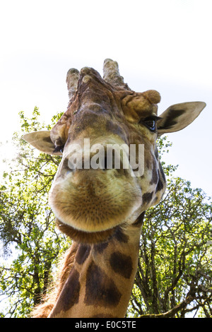 face to face with a large adult male giraffe Stock Photo