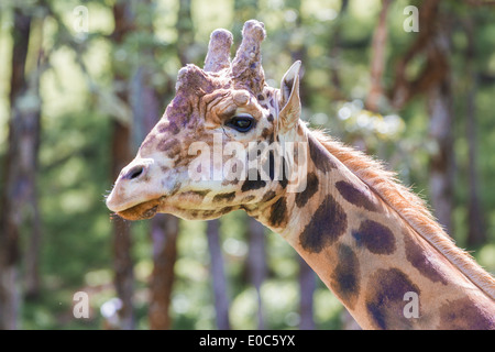 close up of a large adult male giraffe in a wildlife safari Stock Photo