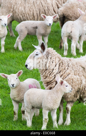 Sheep and lambs in a field in Kirkoswold, Eden Valley, Cumbria, UK. Stock Photo