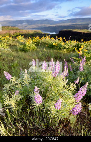 Lupine on Rowena Crest in the Columbia River Gorge in spring. Stock Photo