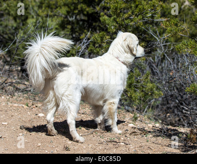 Platinum colored Golden Retriever dog running on a mountain trail Stock Photo
