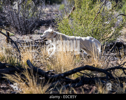 Platinum colored Golden Retriever dog running on a mountain trail Stock Photo