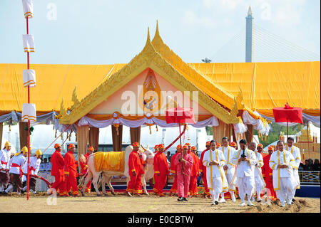 Bangkok, Thailand. 9th May, 2014. Sacred oxen are guided by royal attendants during the Royal Ploughing ceremony in Bangkok, Thailand, May 9, 2014. The ancient ceremony is held every year in Thailand to mark the traditional beginning of the rice growing season. Credit:  Rachen Sageamsak/Xinhua/Alamy Live News Stock Photo
