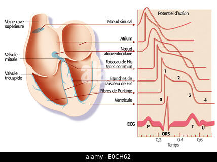 Heart rate, illustration Stock Photo