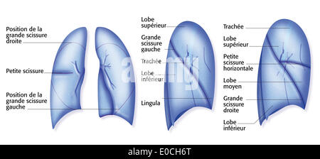 Lung, drawing Stock Photo