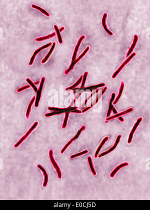 Mycobacterium tuberculosis Stock Photo