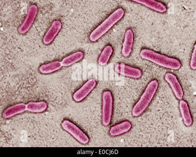 Pseudomonas aeruginosa Stock Photo