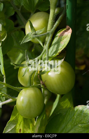 Tomato growing Stock Photo