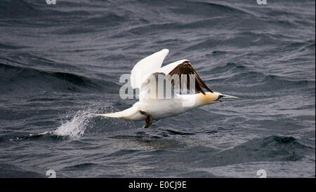 Northern gannet Stock Photo