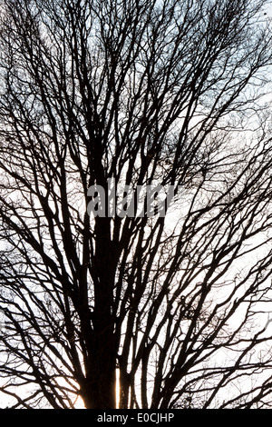 The bald ones fed of a tree in winter, Die kahlen aeste eines Baumes im Winter Stock Photo