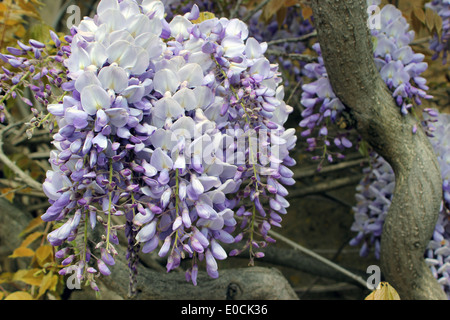 Wisteria sinensis in full bloom Stock Photo