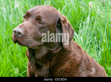 A chocolate Labrador dog sat in a field Stock Photo