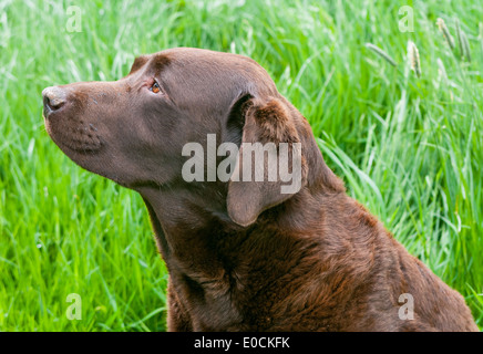 A chocolate Labrador dog sat in a field Stock Photo