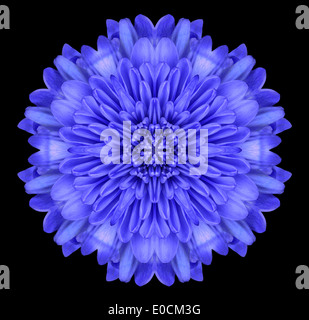 Blue Mandala Chrysanthemum Flower. Kaleidoscopic Design Isolated on Black Background Stock Photo