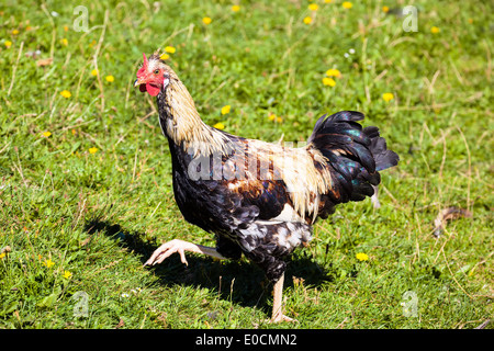 freely running chicken on the meadow of a farmer Stock Photo