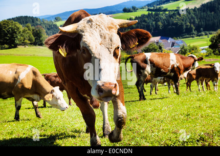 A cow with graze on the pasture. Keeping of pets in the agriculture, Eine glaeueckliche Kuh beim grasen auf der Weide. Tierhaltu