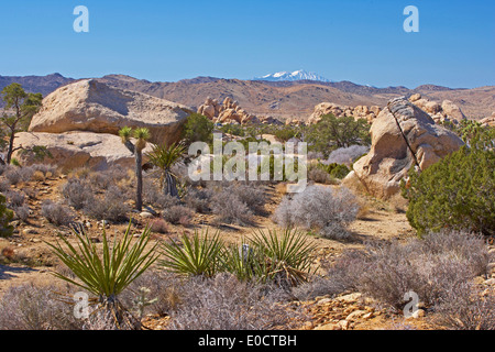 Vegetation at Hidden Valley at Joshua Tree National Park, Mojave Desert, California, USA, America Stock Photo