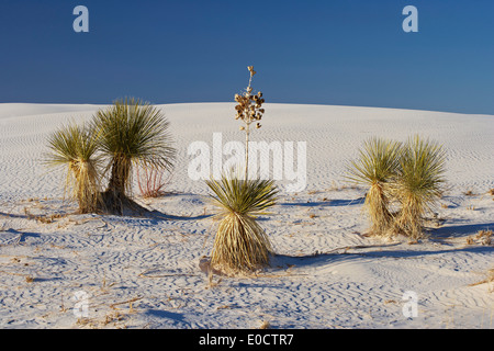 Yucca, White Sands National Monument, New Mexico, USA, America Stock Photo