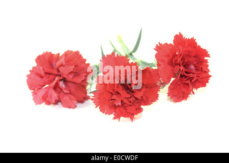 fresh red carnations blossoms on a light background Stock Photo