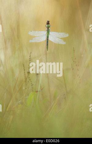 A Widow Skimmer dragonfly clings to a grass head, Oregon, USA (Libellula luctuosa) Stock Photo