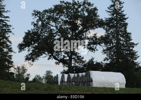 Farm with Chicken Houses In Front of Oak, Pine and Other Evergreen Trees Stock Photo