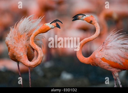 Carribean flamingos at nesting site, Rio Maximo Reserve, Cuba (Phoenicopterus ruber) Stock Photo