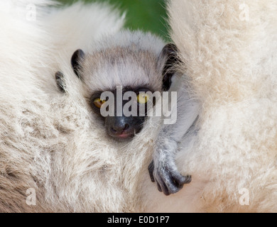 Close-up of baby Verreaux's Sifaka, Berenty National Park, Madagascar (Propithecus verreauxi) Stock Photo