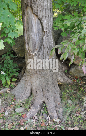 Nature Spirits Faces Stock Photo