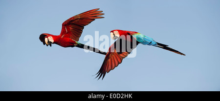 Pair of Red-and-Green (Green-winged) Macaws in flight, Chapada dos Guimaraes, Brazil (Ara chloropterus) Stock Photo