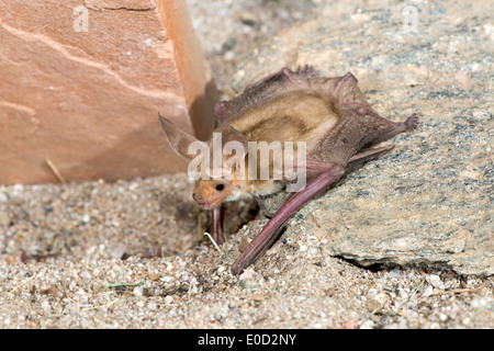 Pallid Bat Antrozous pallidus Tucson, Arizona, United States 9 April Adult Vespertilionidae Stock Photo
