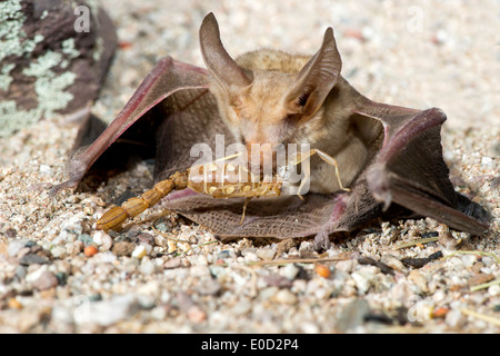 Pallid Bat Antrozous pallidus Tucson, Arizona, United States 9 April Adult eating a Stripe-tailed Scorpion (Vaejovis spinigeru) Stock Photo